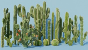 Cactus.jpg