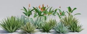 heliconia_Agave.jpg