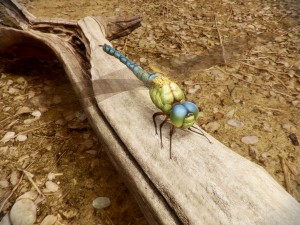 Dragonfly_render-02.jpg