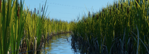 showcase typha latifolia 2.png