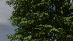 WesternRedCedar1b.png